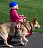 child riding therapy dog